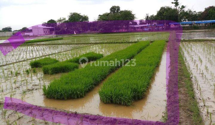 Dijual sawah di kepuh  karangpawitan Karawang Barat 