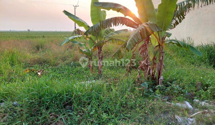 DIJUAL TANAH MURAH DI KARANGPAWITAN KARAWANG BARAT  2