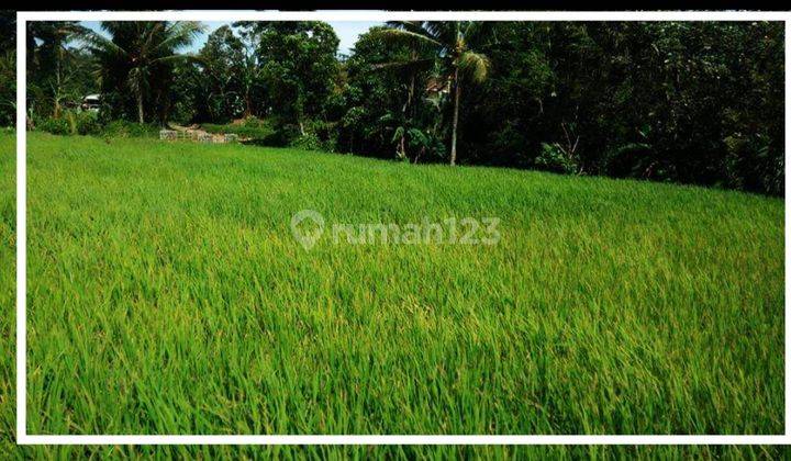 Invest Tanah Kebun bu Jual Murah Lt 5932 M2, Cianjur Jawa Barat 1