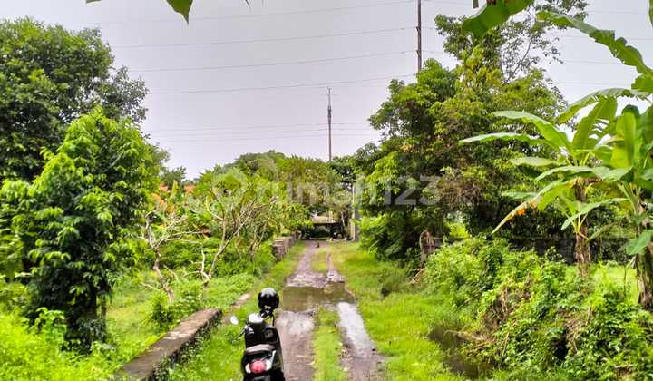 Tanah Kavling Strategis Kertalangu Dekat Sanur Denpasar Timur Bali Tanah Kavling Strategis Kertalangu Dekat Sanur Denpasar Timur Bali