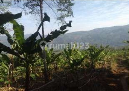 Murah! Tanah Luas Zona Hijau di Sukaresmi Cianjur