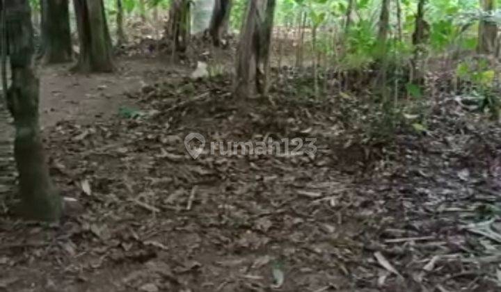 Tanah Kebun di Kp Babakan 1552 m² SHM 2