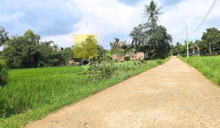 tanah sawah produktif lokasi desa kalisari merak batin lampung selatan 1