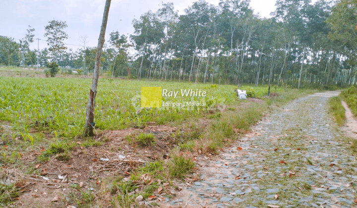 Tanah murah lokasi dekat SPBU ITERA bandar lampung 2