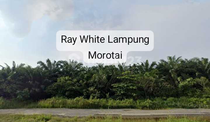 Dijual Tanah harga 1,5jt/meter nego lokasi terusan ryacudu Lampung Dijual Tanah harga 1,5jt/meter nego lokasi terusan ryacudu Lampung