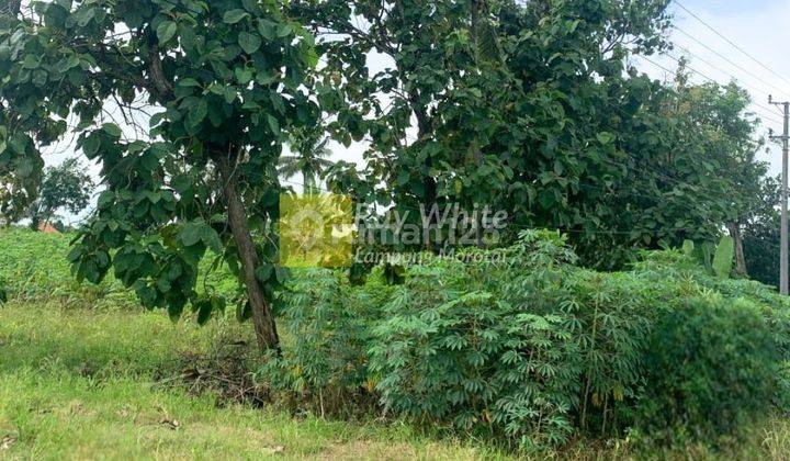 Dijual Tanah strategis lokasi dekat gerbang tol terbanggi besar 1