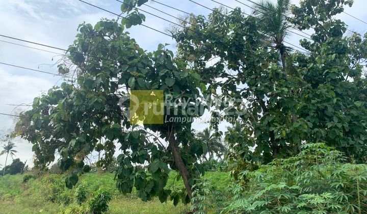 Tanah dijual disewakan strategis  jalan lintas sumatra lokasi Terbanggi 1
