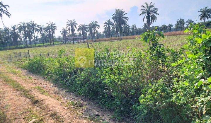 Dijual Tanah Kebun lokasi Bangun rejo Lampung Tengah 2
