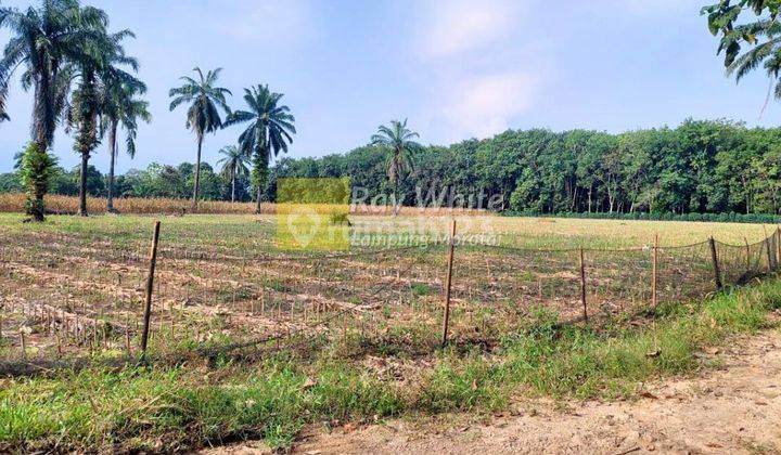 Dijual Tanah Kebun lokasi Bangun rejo Lampung Tengah 1