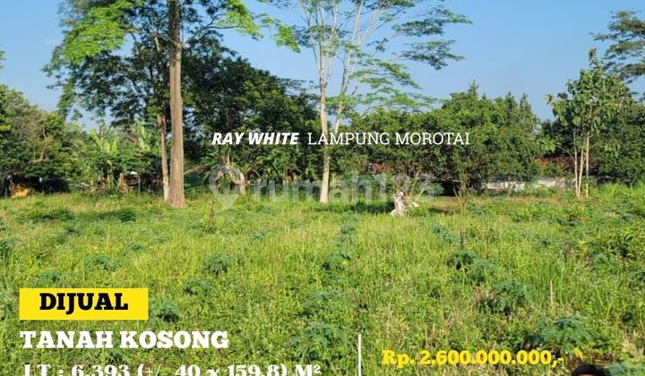Tanah Murah Jalan Kogop Natar Lampung