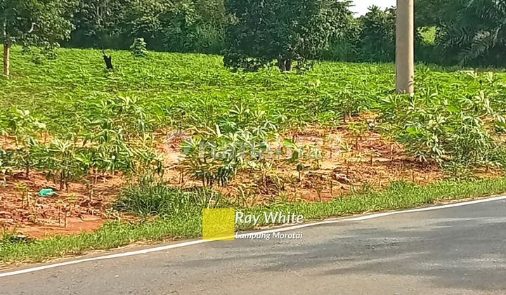 Tanah Murah Pinggir Jalan Lintas Menggala Lampung Tanah Murah Pinggir Jalan Lintas Menggala Lampung