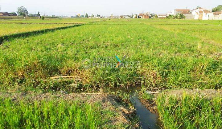 Tanah Super Luas di Jl Sidodadi Kebonangung Kab Malang 1