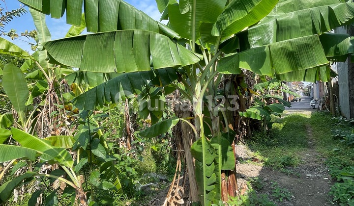 Affordable Rent Land 14are In Gatsu Area Jl.subak Dalem Affordable Rent Land 14are In Gatsu Area Jl.subak Dalem