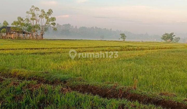 Tanah Sawah Aktif 1.15ha Di Negara Murah 1