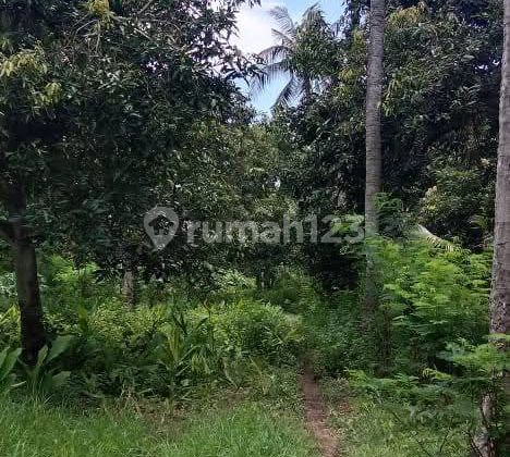 Tanah Perkebunan Daerah Wisata Di Sumberkima Gerokgak Buleleng