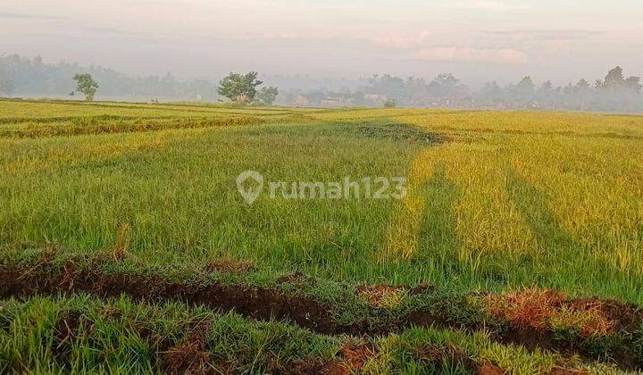 Tanah Sawah Aktif 1.15ha Di Negara Murah 2