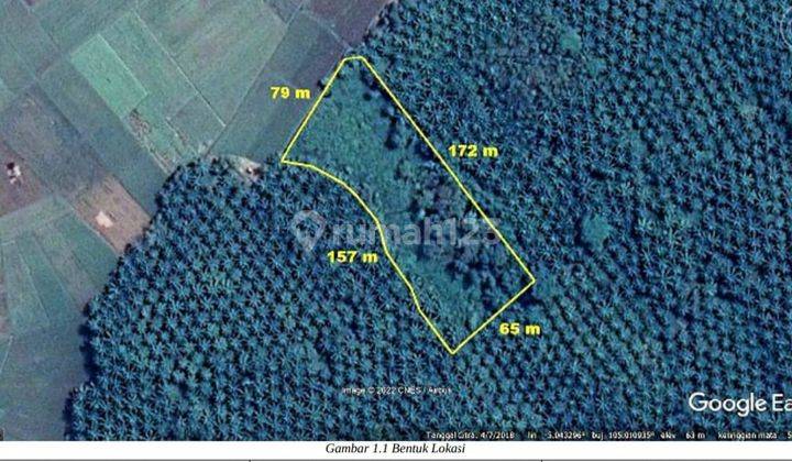 Tanah Kebun Desa Kuripan Kawasan Pertanian Lahan Kering 1