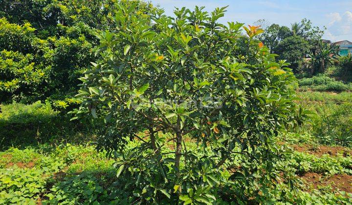 Kebun Alpukat, SHM Dan Pinggir Jalan, 5 Km Ipb Dramaga 1