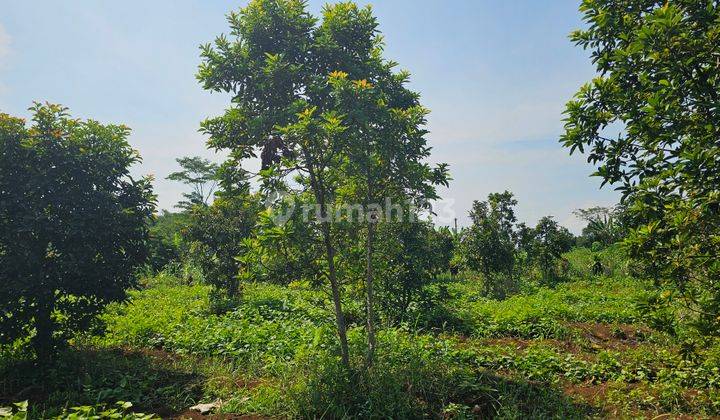 Kebun Alpukat, SHM Dan Pinggir Jalan, 5 Km Ipb Dramaga 2