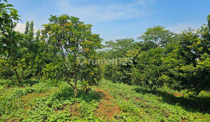 Perkebunan Alpukat,shm Pinggir Jalan Aspal, 5 Km Ipb Dramaga 2