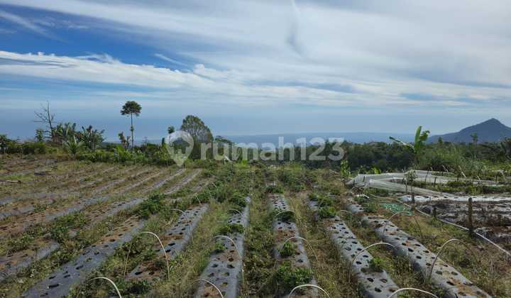 For Sale 1.22 Ha Land with Sea, Valley & Forest Views – Premium Location in Wanagiri Highlands, Bali