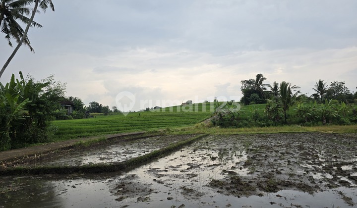 Dijual Tanah Murah View Sawah di Tabanan Bali