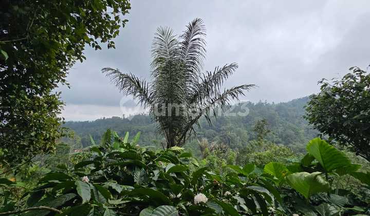 For Sale: Cheap Coffee Plantation Land with Valley View.