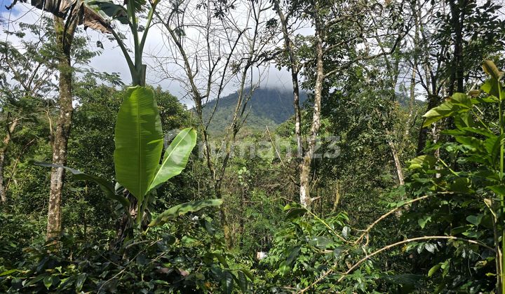 For Sale: Coffee plantation land with ocean and mountain views in Tabanan, Bali. For Sale: Coffee plantation land with ocean and mountain views in Tabanan, Bali.