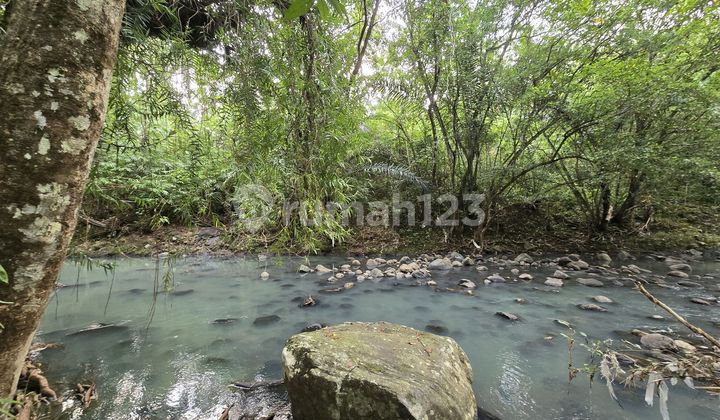 Dijual Tanah Kebun Kelapa Los Sungai di Tabanan Bali Dijual Tanah Kebun Kelapa Los Sungai di Tabanan Bali