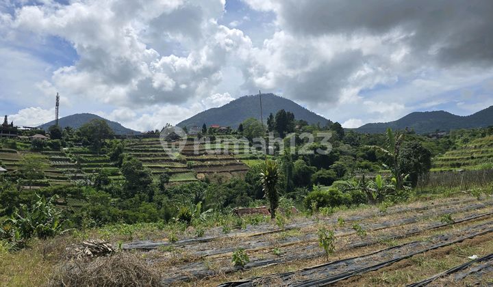 Small Land with Special View for Sale in Bedugul, Bali Small Land with Special View for Sale in Bedugul, Bali