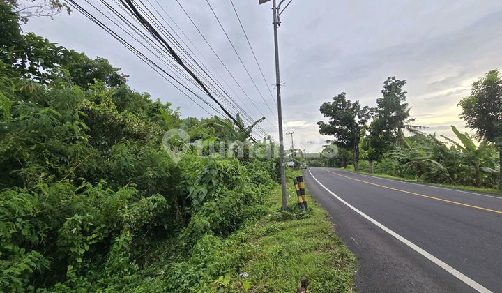 Land for Sale. Cheap. Rice Field View. Provincial Road Access in Bali.