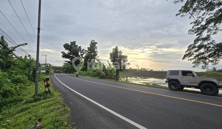 Land for Sale. Cheap. Rice Field View. Provincial Road Access in Bali.