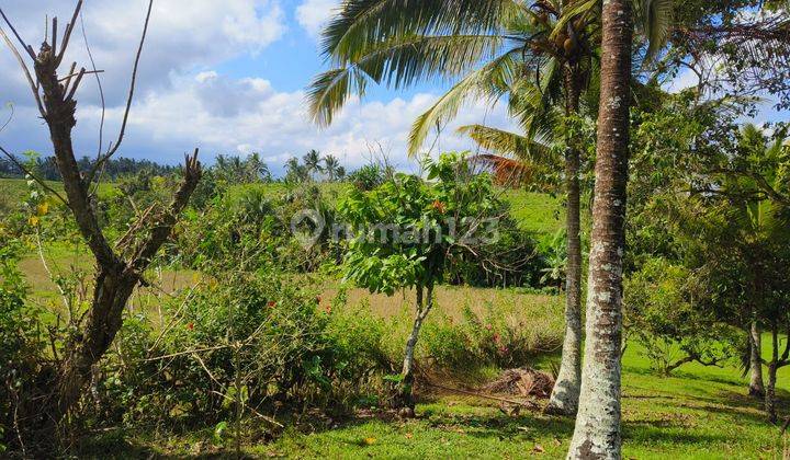 Dijual tanah murah luasan kecil view sawah terasering di bali 2