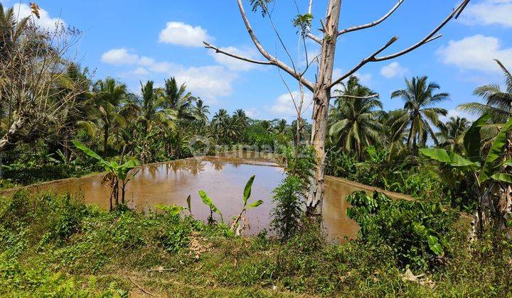 Tanah kebun murah view sawah di bali 1