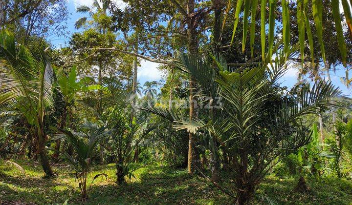 Tanah kebun murah view sawah di bali 2