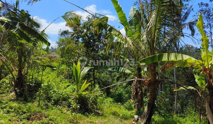 Tanah kebun manggis  murah cocok untuk investasi di tabanan bali 2