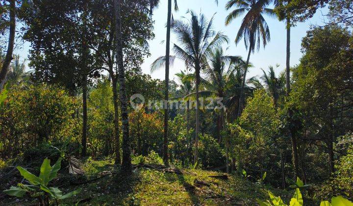 Tanah kebun murah view jugle di tabanan bali 2