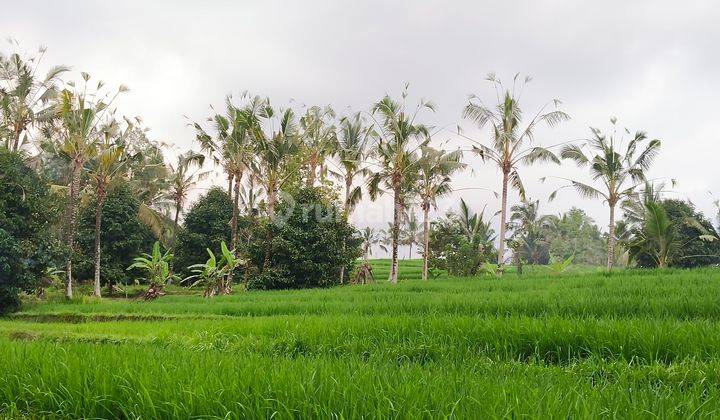 Tanah kebun dan sawah sona kebun bisa dibangun villa di bali 1