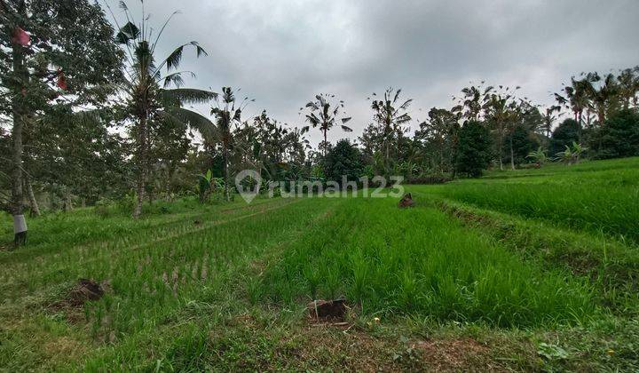 Tanah kebun dan sawah sona kebun bisa dibangun villa di bali 2