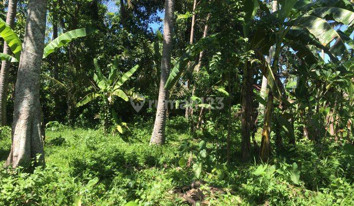 Tanah murah datar view sawah di tabanan bali 1