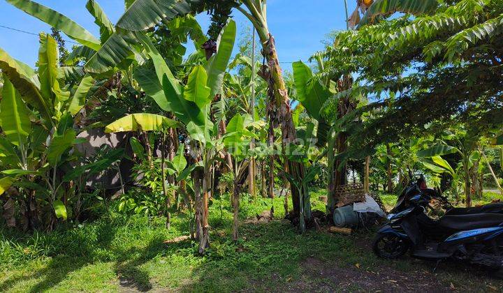 Flat cheap kapling land in Kediri Tabanan Bali 2