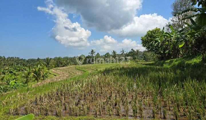 Dijual tanah kebun murah view sawah di tabanan balj 1