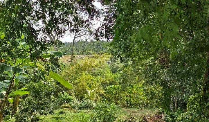 DI JUAL TANAH MURAH LOS SUNGAI VIEW SAWAH DI TABANAN BALI 2