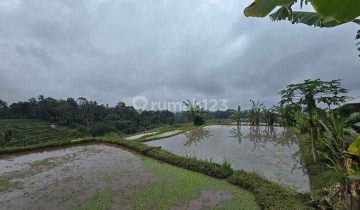 LAND FOR SALE VIEWING TERRACED FIELDS IN PENEBEL TABANAN BALI 1