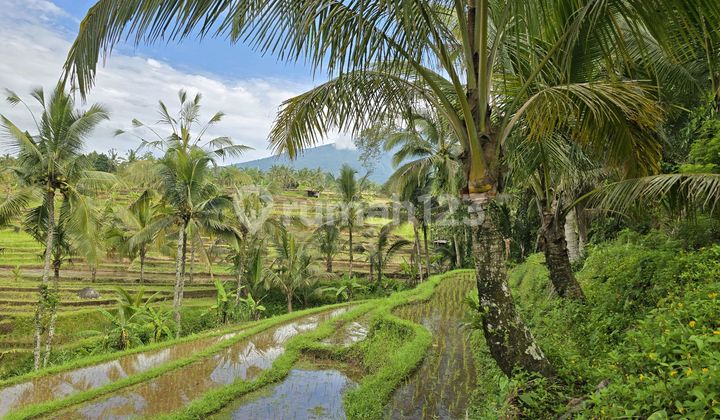 For Sale Cheap Land with Rice Field and Mountain View in Penebel Tabanan Bali
