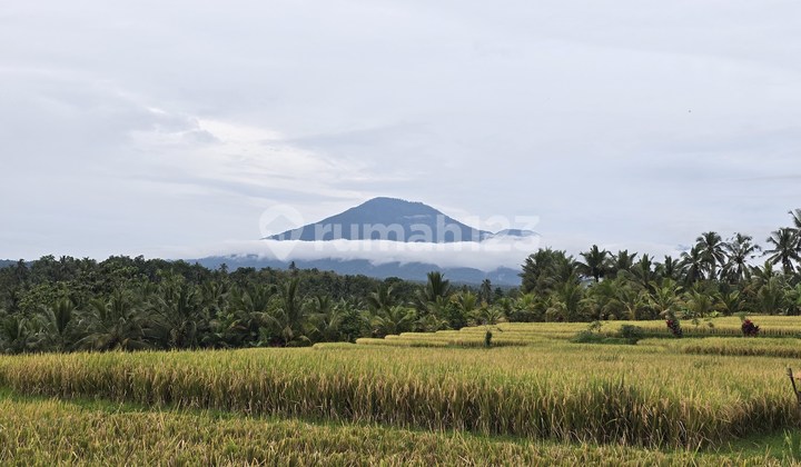 Dijual Tanah Dengan.view Exotik Sawah Dan Gunung Di.bali