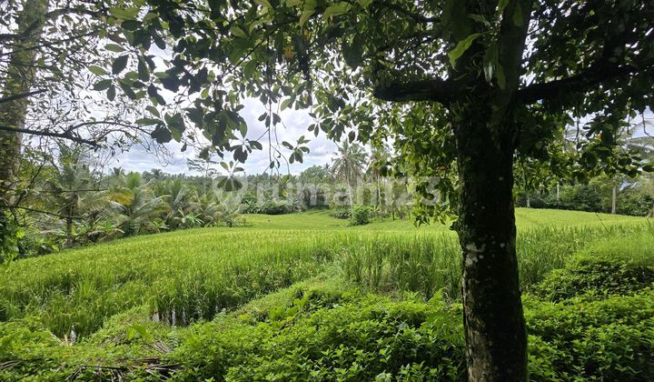 For sale.cheap.land.beautiful.rice.field.view.in.bali For sale.cheap.land.beautiful.rice.field.view.in.bali