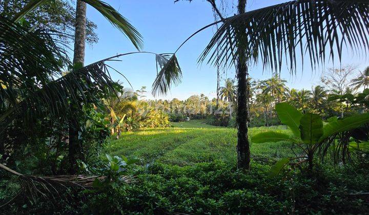 Cheap Mangosteen Durian Garden Land In Tabanan Bali 1