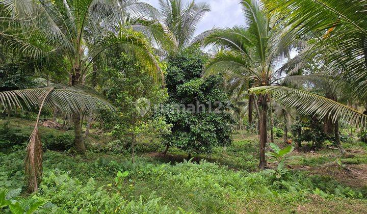 Dijual Tanah Kebun Murah Los Sungai Di Tabanan Bali 2