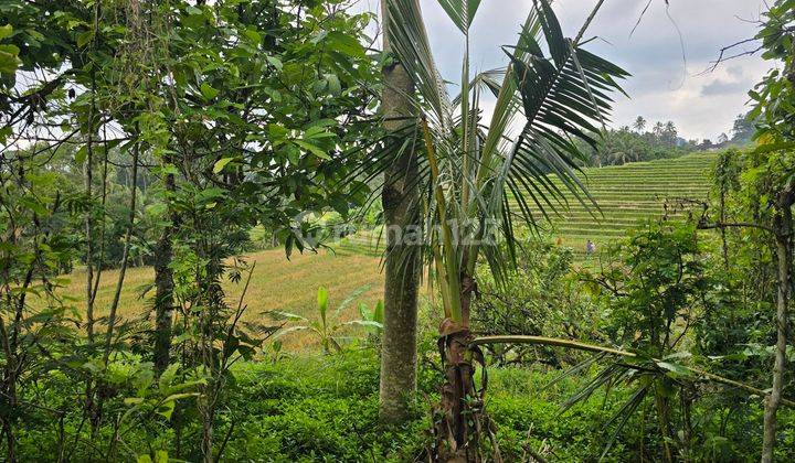 FOR SALE CHEAP LAND WITH RICE FIELD VIEW IN TABANAN BALI 2